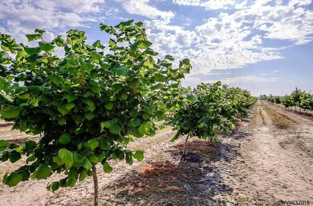80 Acre Hazelnut Farm