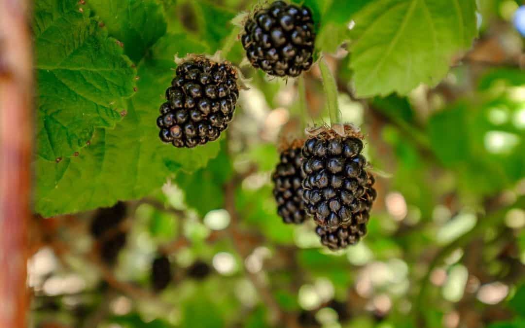 Higbee Road Blackberry Farm