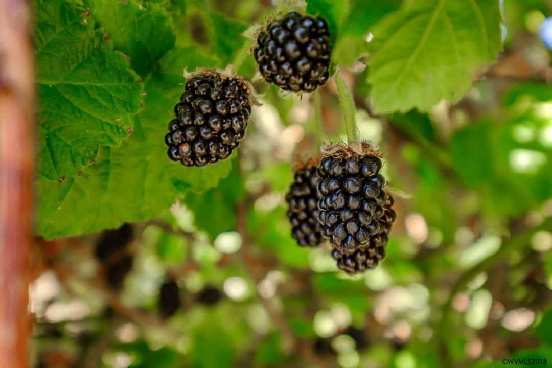 Higbee Road Blackberry Farm