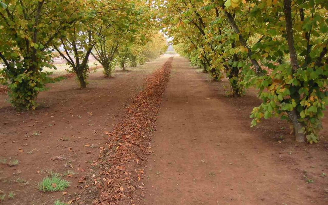 35023 Freemont Av **SOLD**