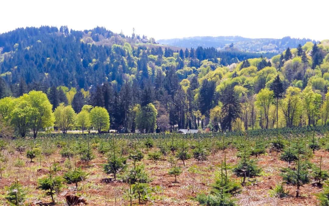 Potential Vineyard Real Estate in Oregon
