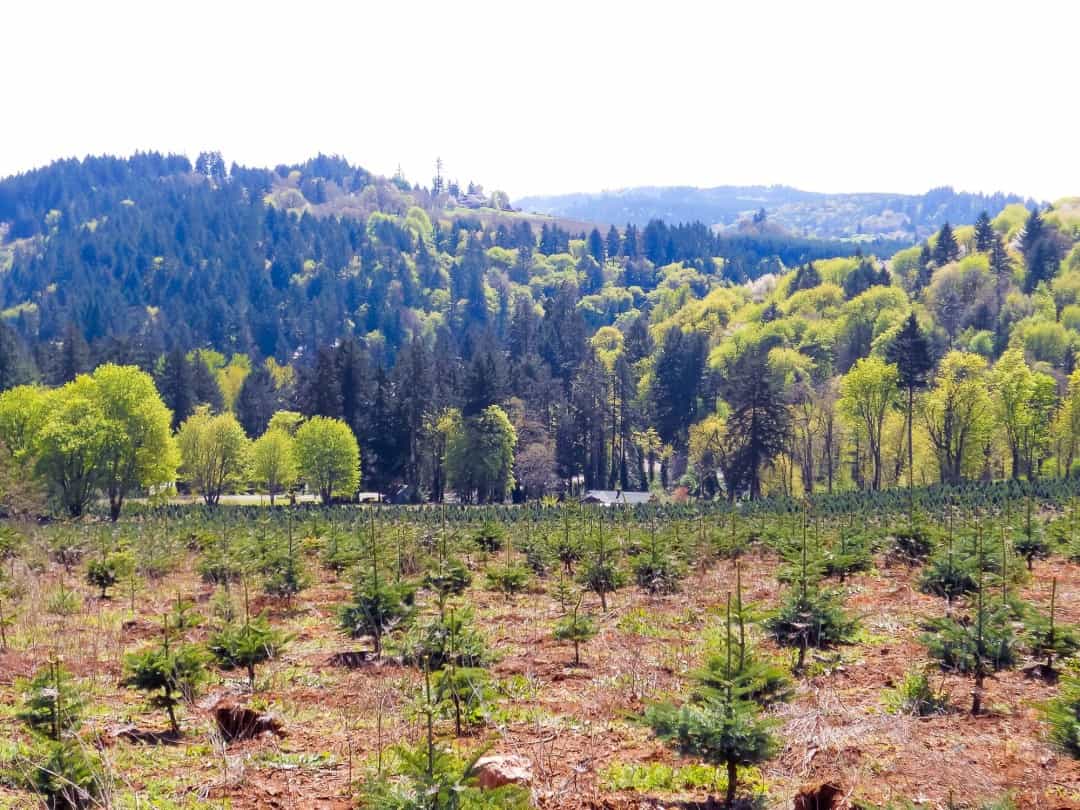 Potential Vineyard Real Estate in Oregon