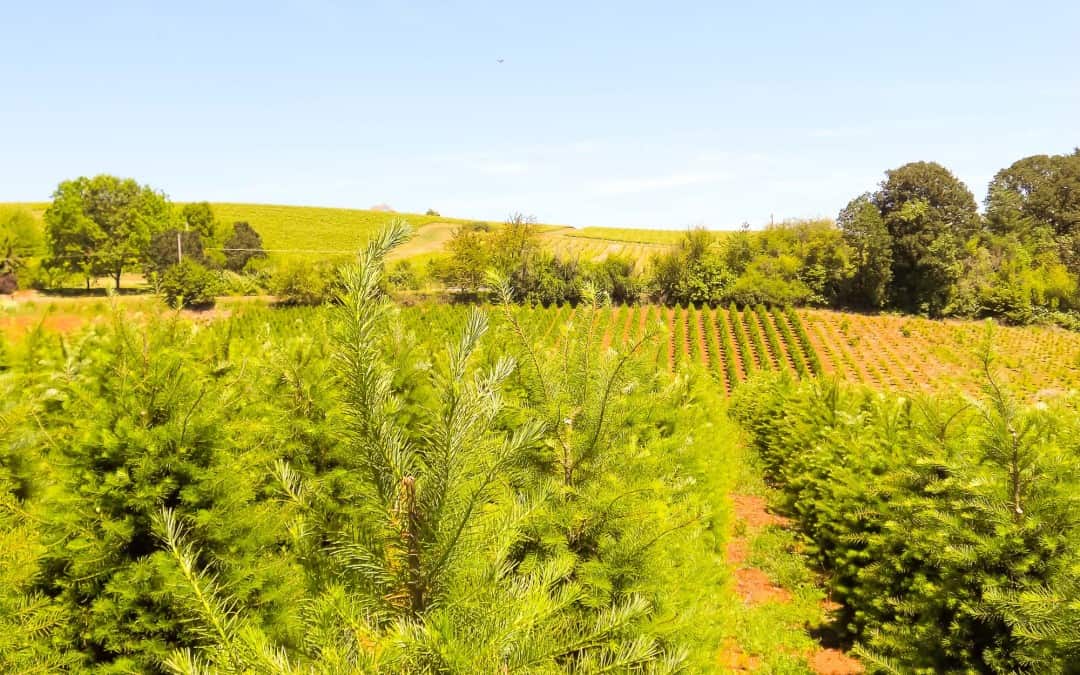 Jackson Hill Christmas Tree Farm