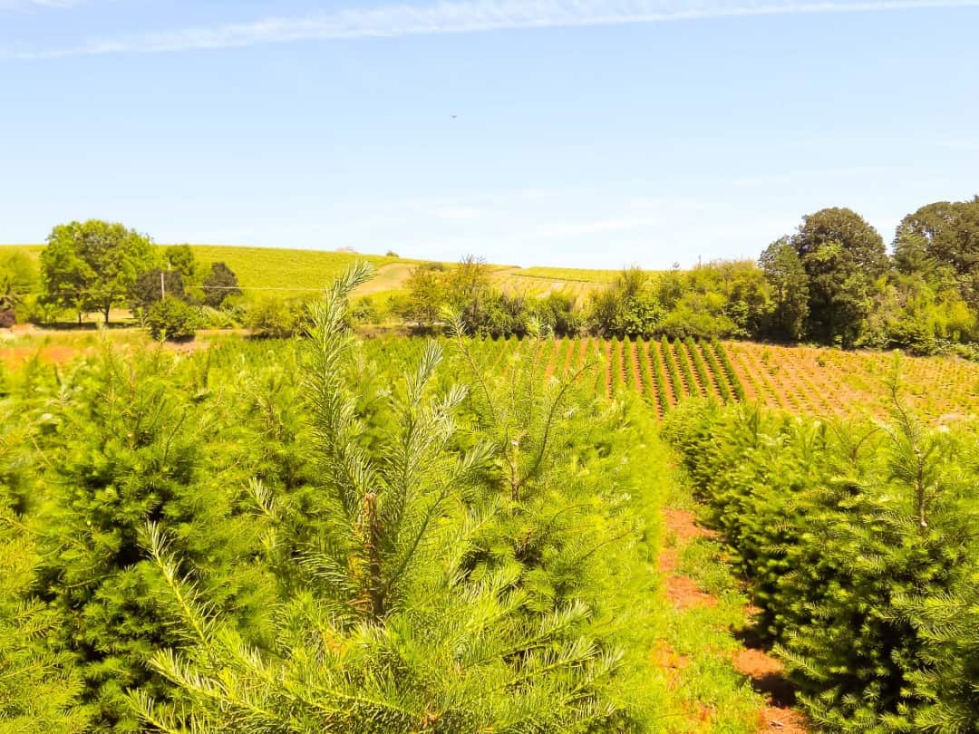 Jackson Hill Christmas Tree Farm